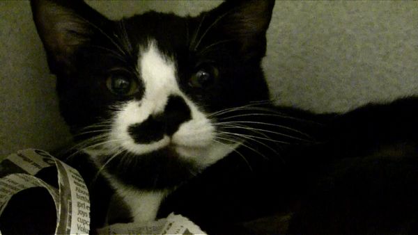 Animal Science - Cats