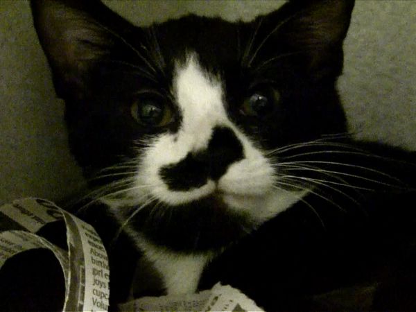 Animal Science - Cats