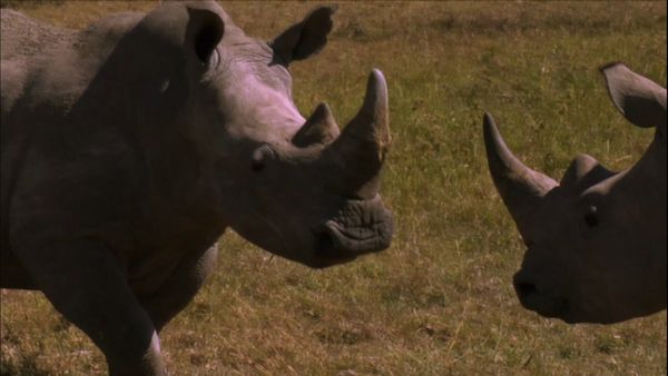 Los diarios de Ol Pejeta - Los enemigos en el interior