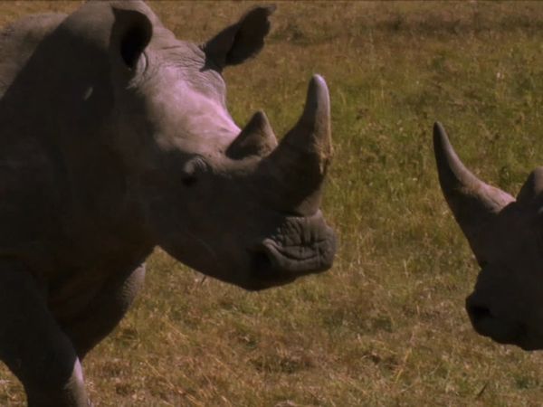 Los diarios de Ol Pejeta - Los enemigos en el interior