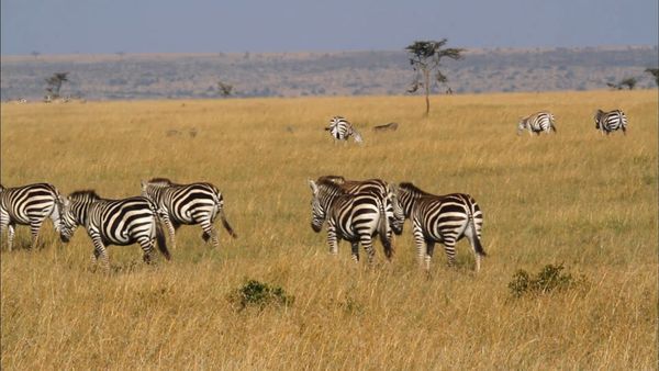 Los diarios de Ol Pejeta - Las rayas de serima