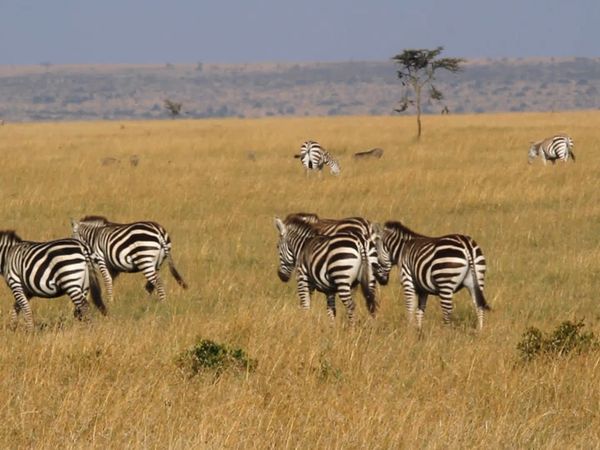 Los diarios de Ol Pejeta - Las rayas de serima