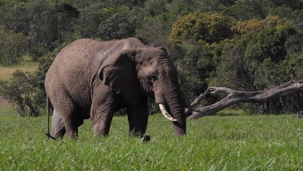 Los diarios de Ol Pejeta - El vuelo de los paquidermos