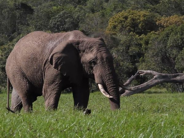 Los diarios de Ol Pejeta - El vuelo de los paquidermos