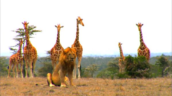 Los diarios de Ol Pejeta - Los campos de Bush