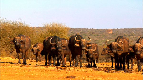 Los diarios de Ol Pejeta - El sol implacable