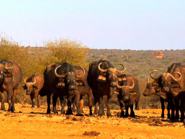 Los diarios de Ol Pejeta - El sol implacable