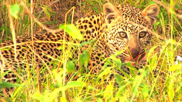 Los diarios de Ol Pejeta - Los asaltantes del pueblo