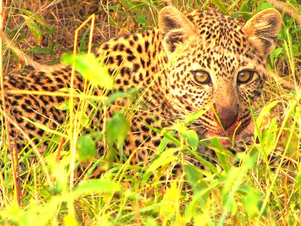 Los diarios de Ol Pejeta - Los asaltantes del pueblo