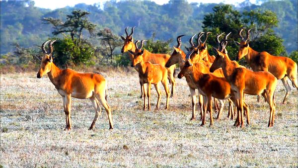 Los diarios de Ol Pejeta - Las llanuras