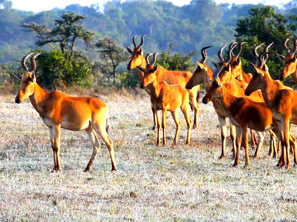 Los diarios de Ol Pejeta - Las llanuras