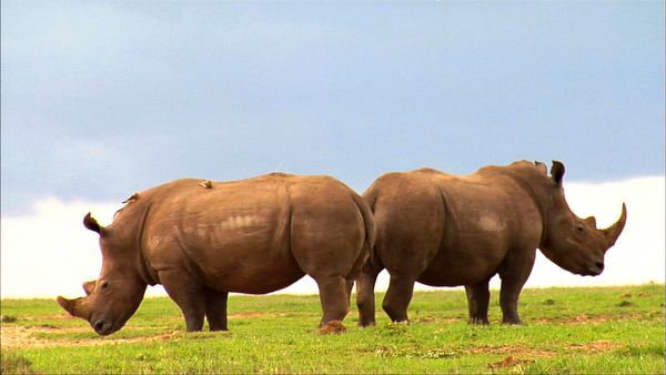Los diarios de Ol Pejeta - Los rinos blancos de Enasoit