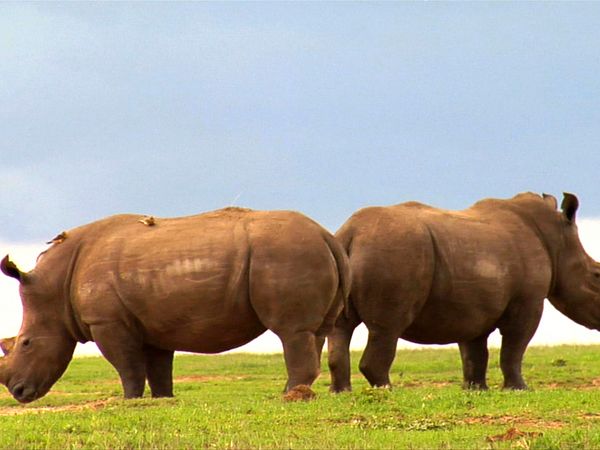 Los diarios de Ol Pejeta - Los rinos blancos de Enasoit