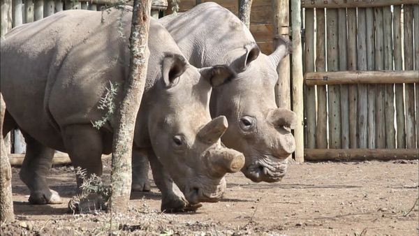 Los diarios de Ol Pejeta - El péndulo de la existencia
