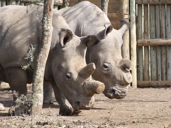 Los diarios de Ol Pejeta - El péndulo de la existencia