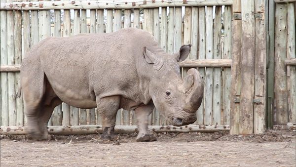 Los diarios de Ol Pejeta - El regreso de los titanes africanos