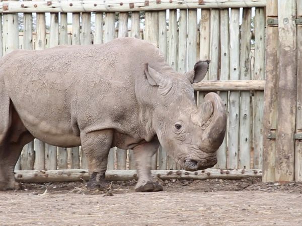 Los diarios de Ol Pejeta - El regreso de los titanes africanos