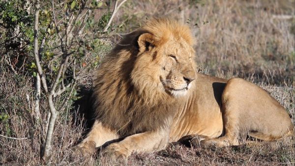 Los diarios de Ol Pejeta - El eclipse de las tierras soberanas