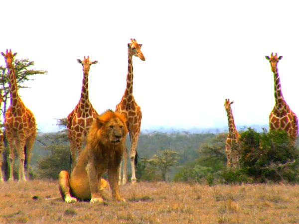 Diarios de Pejeta - Campos de bush