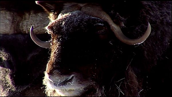 Animal Science - LifeIn The Arctic