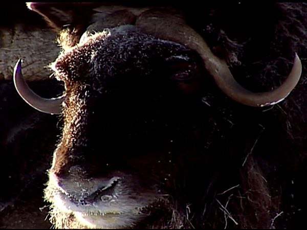 Animal Science - LifeIn The Arctic