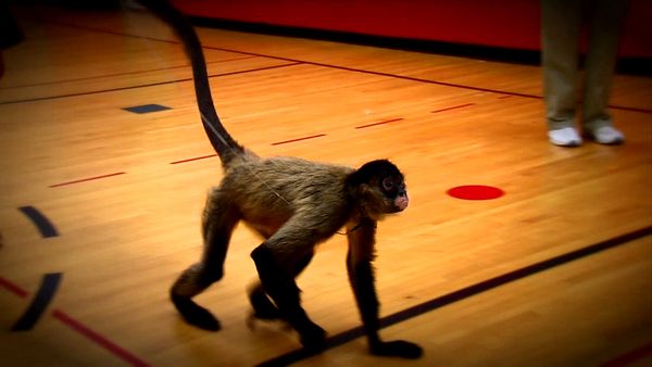 Animal Science - Primates