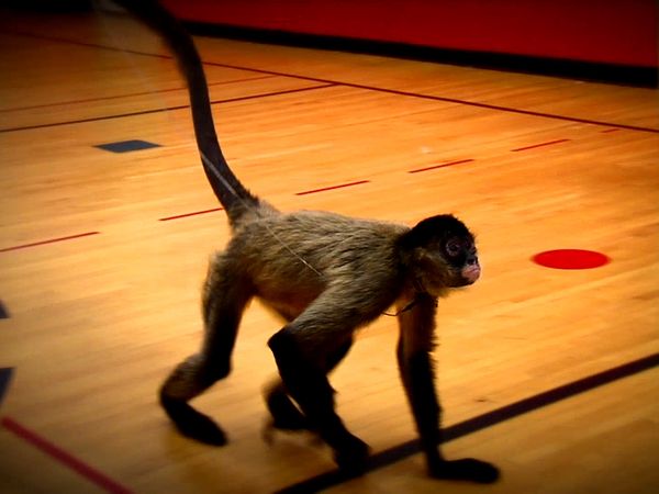 Animal Science - Primates