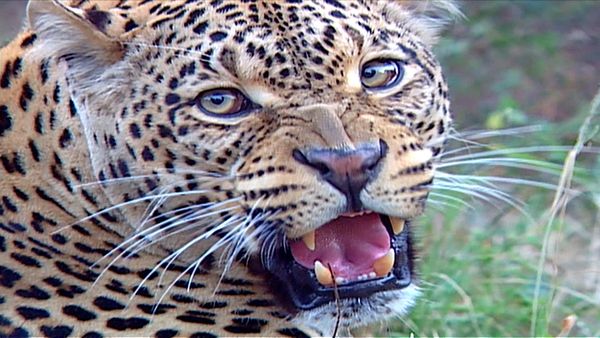 Animal Science - Fearsome Predators