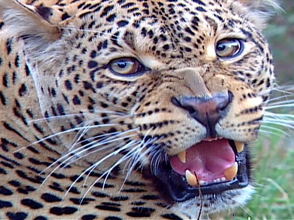 Animal Science - Fearsome Predators