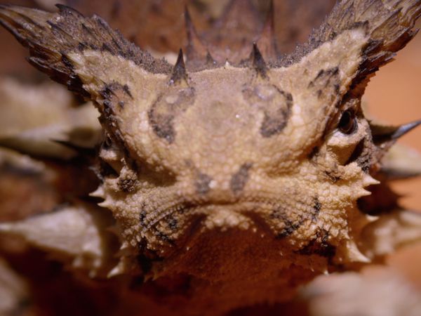 Mortales Australianos - Desiertos