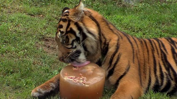 The Zoo - Christmas Special - The Zoo - Christmas Special 2012