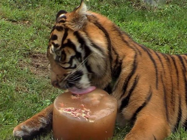 The Zoo - Christmas Special - The Zoo - Christmas Special 2012
