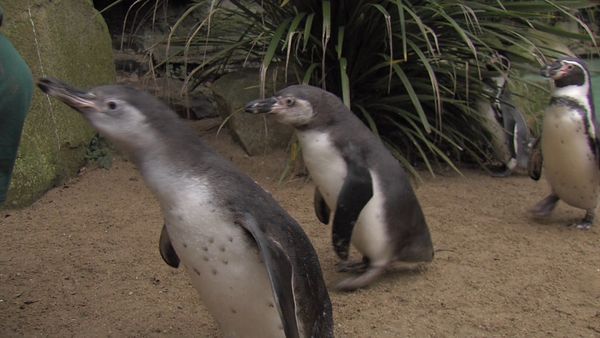 The Zoo - Christmas Special - The Zoo - Christmas Special 2013
