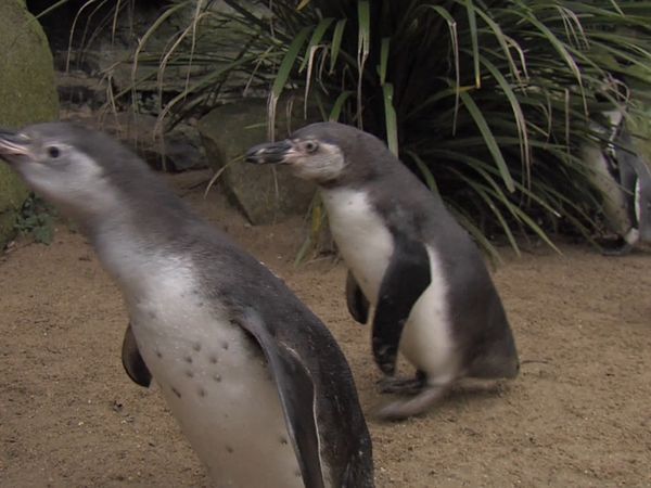 The Zoo - Christmas Special - The Zoo - Christmas Special 2013