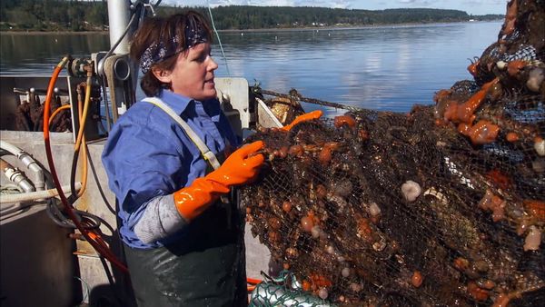 Pitchin' In - Scallops