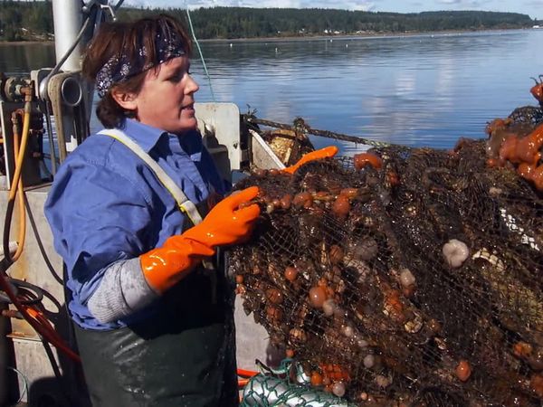 Pitchin' In - Scallops