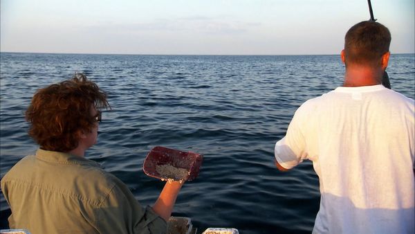 Pitchin' In - Yellow Snapper
