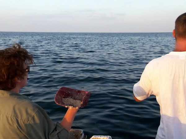 Pitchin' In - Yellow Snapper