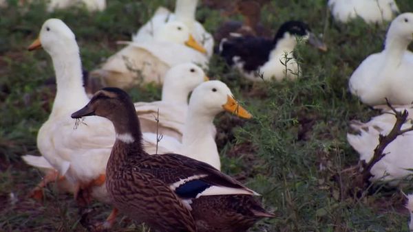 Pitchin' In - Duck