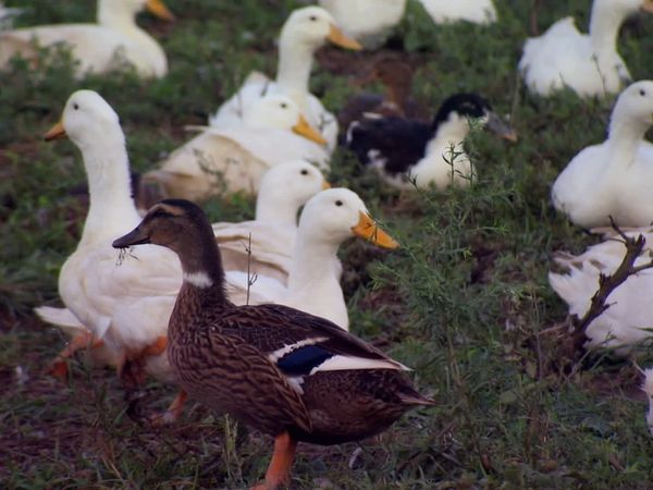 Pitchin' In - Duck