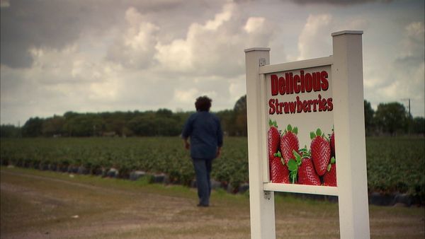 Pitchin' In - Strawberries