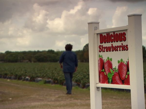 Pitchin' In - Strawberries