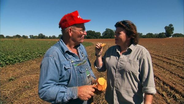 Pitchin' In - Sweet Potato