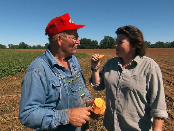 Pitchin' In - Sweet Potato