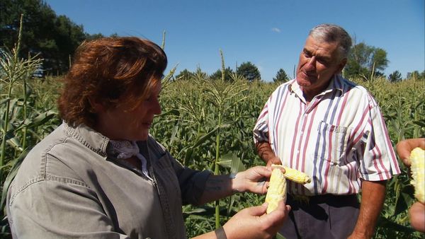 Pitchin' In - Sweet Corn