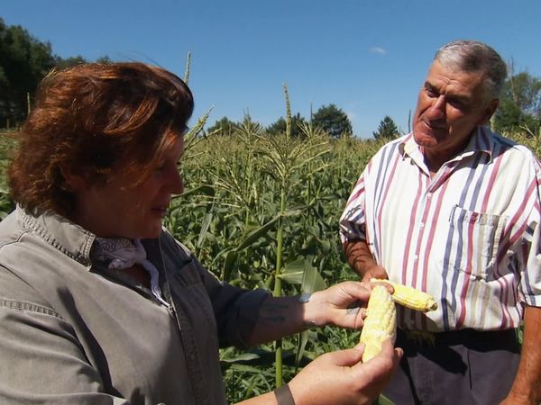 Pitchin' In - Sweet Corn