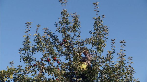 Pitchin' In - Apples