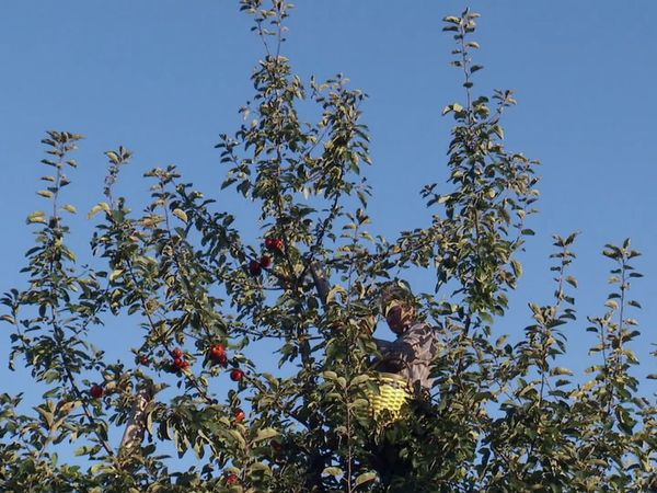 Pitchin' In - Apples