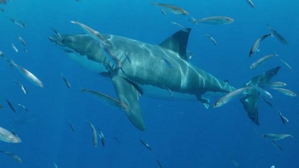 Shark Squad - How Smart Are Sharks?