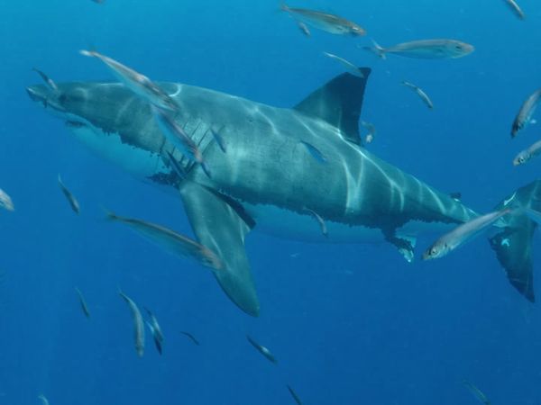 Shark Squad - How Smart Are Sharks?